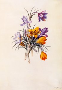 Crocuses, c. 1744