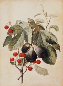 Figs and Cherries by Georg Dionysius Ehret