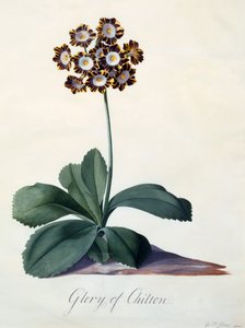 Glory of Chilton (hand coloured engraving) by "Georg Dionysius Ehret