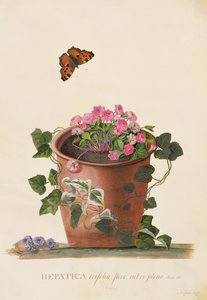 Hepatica Trifolia (Nobilis), 1745