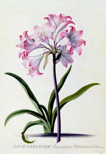 Lilio Narcissus