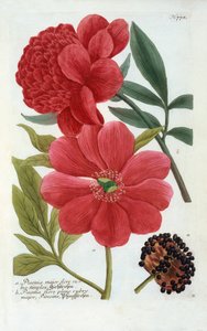 Paeonia, hand coloured engraving