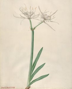 Pancratium