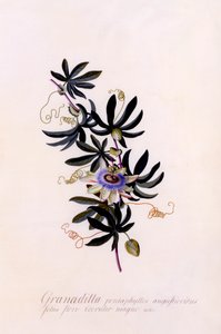 Passiflora Granadilla by "Georg Dionysius Ehret