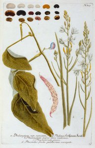 Phalangium by "Georg Dionysius Ehret
