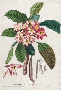 Plantae Selectae: No. 41 by Georg Dionysius Ehret
