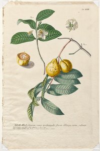 Plantae Selectae: Guaiaba by Georg Dionysius Ehret
