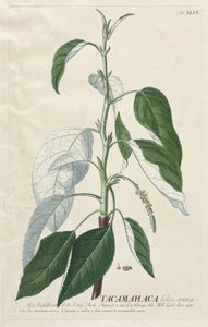 Plantae Selectae: No. 46 - Tacamahaca by Georg Dionysius Ehret