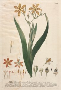 Plantae Selectae: No. 52 - Ixia by Georg Dionysius Ehret