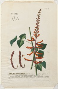 Plantae Selectae: No. 58 - Corallodendron by Georg Dionysius Ehret