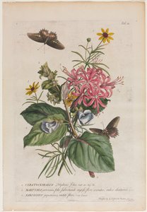 Plantae et papiliones rariores: No. 9
