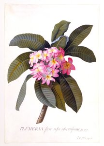 Plumeria, c. 1744 Hand Coloured Engraving