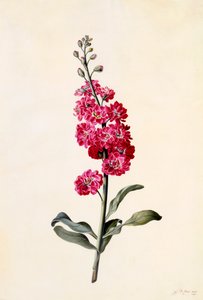 Stock Matthiola Incana by "Georg Dionysius Ehret