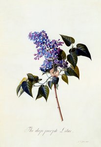 The Deep-Purple Lilac