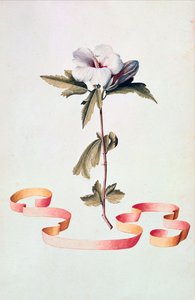 White Hibiscus by Georg Dionysius Ehret