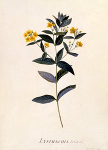 Yellow Loosestrife by Georg Dionysius Ehret