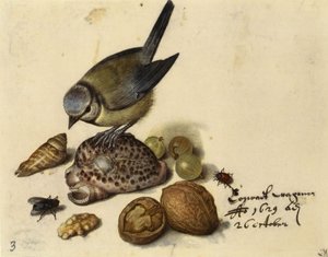 Still Life with Blue Tit, Shells, Fruits and Insects by Georg Flegel