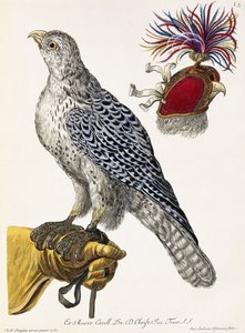 Falconry, Plate 3, from "Deliciae Naturae Selectae" by Georg Wolfgang Knorr