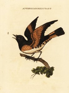 American redstart, Setophaga ruticilla