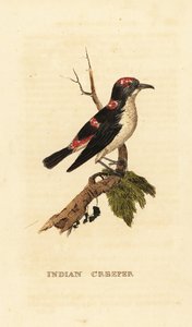 American Treecreeper or Brown Creeper, Certhia americana