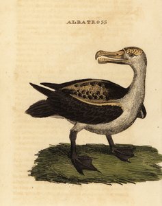 Black-browed albatross by George (after) Edwards
