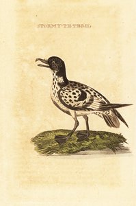 Cape Petrel