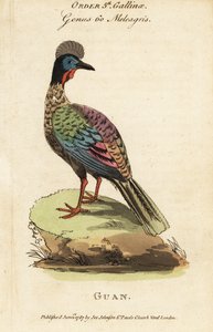 Crested guan