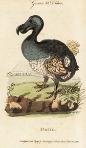 Extinct Dodo, Raphus cucullatus (Didus ineptus)