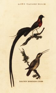 Long-tailed Paradise Whydah and Rufous Hummingbird