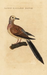 Mourning Dove