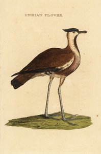 Northern Lapwing