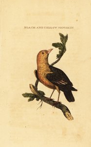 Orange-headed manakin