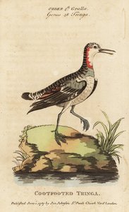 Red-necked phalarope, Phalaropus lobatus