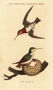 Ruby-throated hummingbird by George (after) Edwards