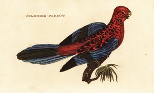 Crimson Rosella