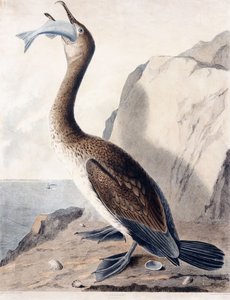 Cormorant (of the First Year)