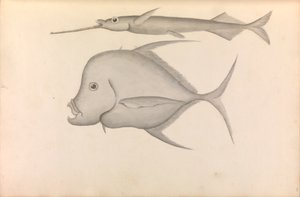 Account of Commodore George Anson