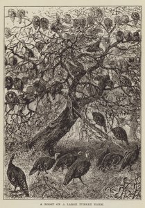 A Roost on a Large Turkey Farm by George Augustus Sala