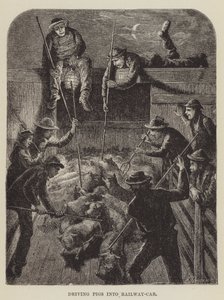 Driving Pigs into Railway Car by George Augustus Sala