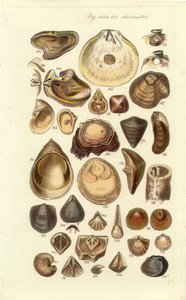 Conchological Manual Plate 11: Oysters and Other Shells by George B. Sowerby