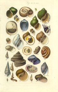 Conchological Manual Plate 15. Colorful Shells Including Abalone Shells by George B. Sowerby