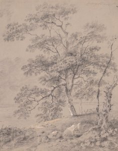 Tree Study by George Barret