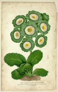 The Conqueror of Europe (Auricula)
