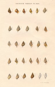 British Shells by George Brettingham Sowerby