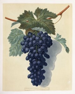 Plate LII (A Bunch of Purple Grapes) by George Brookshaw