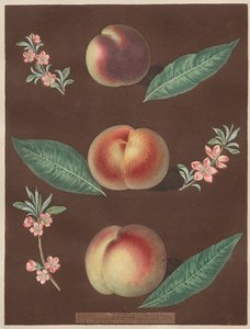 Pomona Britannica: No. 33 - Peaches by George Brookshaw