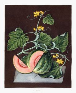 Pumpkin by George Brookshaw