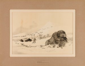 Dying Buffalo by George Catlin
