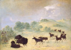 Elk and Buffalo Making Acquaintance, Texas