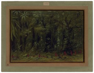 Interior of an Amazon Forest - Zurumati
